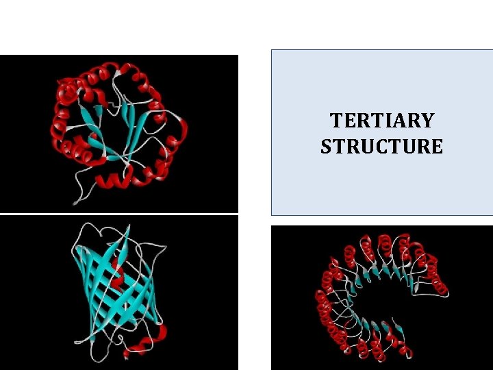 TERTIARY STRUCTURE TERTIARY STRUCTURE