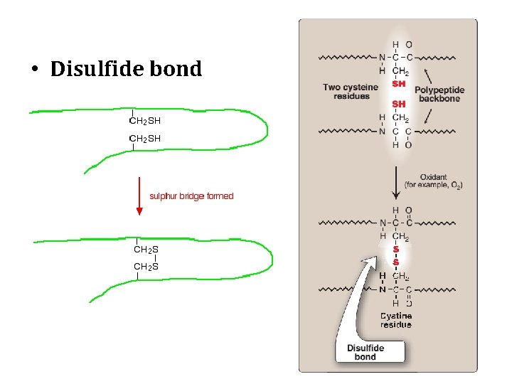  • Disulfide bond 