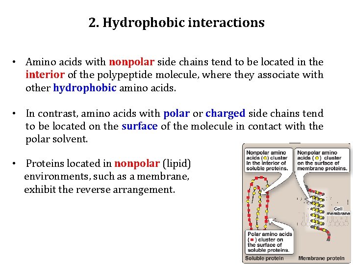 2. Hydrophobic interactions • Amino acids with nonpolar side chains tend to be located