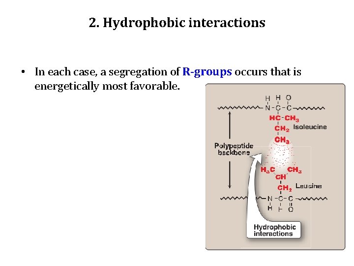 2. Hydrophobic interactions • In each case, a segregation of R-groups occurs that is