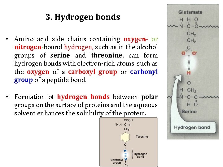 3. Hydrogen bonds • Amino acid side chains containing oxygen- or nitrogen-bound hydrogen, such