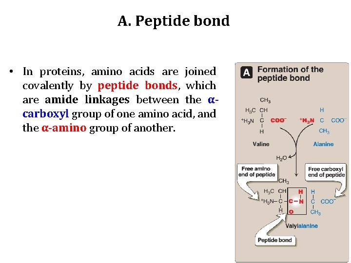 A. Peptide bond • In proteins, amino acids are joined covalently by peptide bonds,