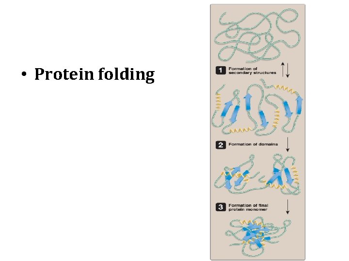  • Protein folding 