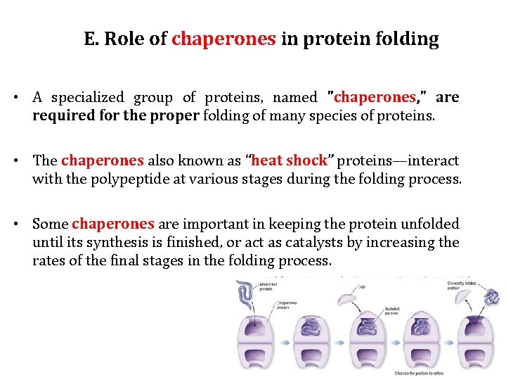 E. Role of chaperones in protein folding • A specialized group of proteins, named