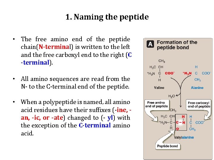 1. Naming the peptide • The free amino end of the peptide chain(N-terminal) is