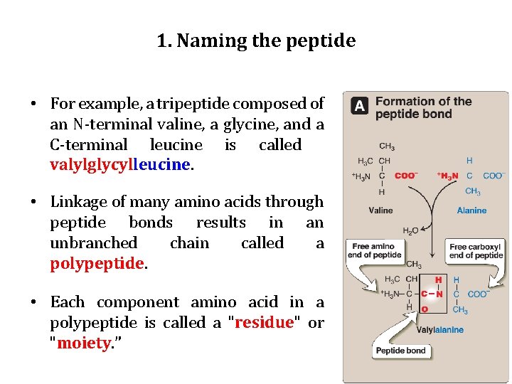 1. Naming the peptide • For example, a tripeptide composed of an N-terminal valine,