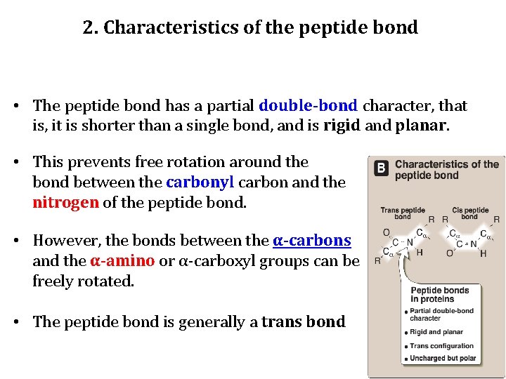 2. Characteristics of the peptide bond • The peptide bond has a partial double-bond