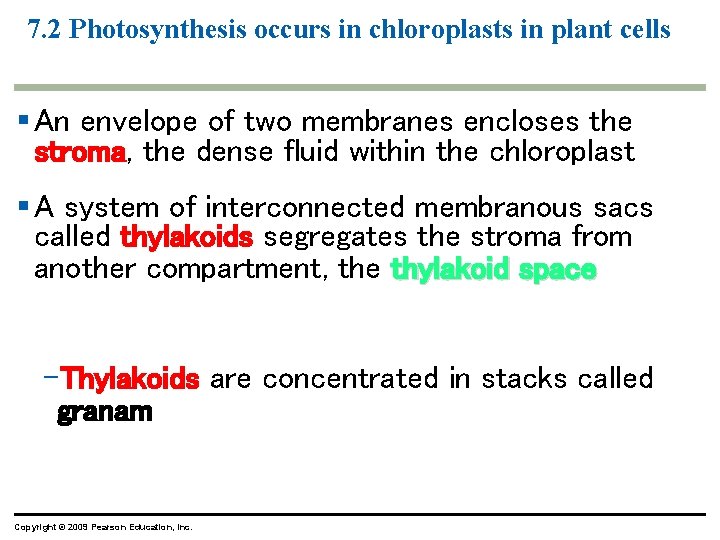 7. 2 Photosynthesis occurs in chloroplasts in plant cells § An envelope of two