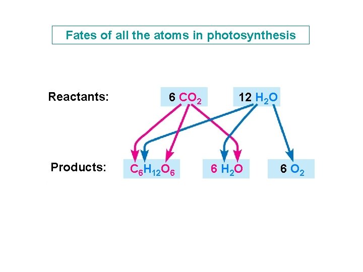 Fates of all the atoms in photosynthesis Reactants: Products: 6 CO 2 C 6