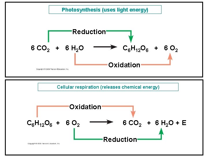 Photosynthesis (uses light energy) Reduction 6 CO 2 + 6 H 2 O C