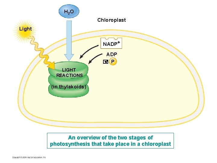H 2 O Chloroplast Light NADP+ ADP P LIGHT REACTIONS (in thylakoids) An overview