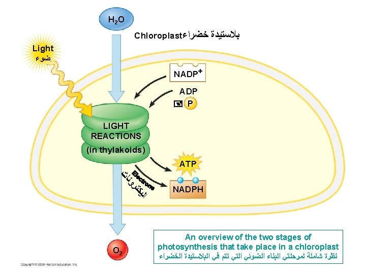 H 2 O Chloroplast ﺧﻀﺮﺍﺀ ﺑﻼﺳﺘﻴﺪﺓ Light ﺿﻮﺀ NADP+ ADP P LIGHT REACTIONS (in