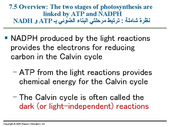 7. 5 Overview: The two stages of photosynthesis are linked by ATP and NADPH