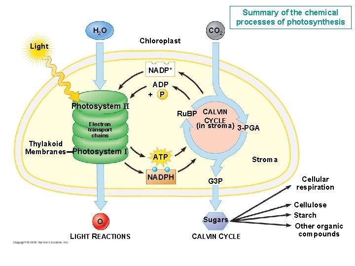 CO 2 H 2 O Summary of the chemical processes of photosynthesis Chloroplast Light