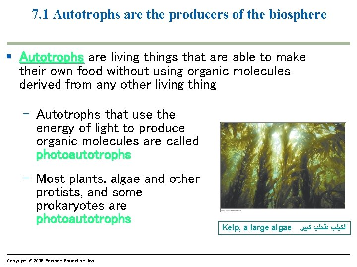 7. 1 Autotrophs are the producers of the biosphere § Autotrophs are living things