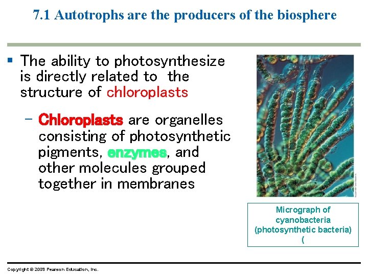 7. 1 Autotrophs are the producers of the biosphere § The ability to photosynthesize