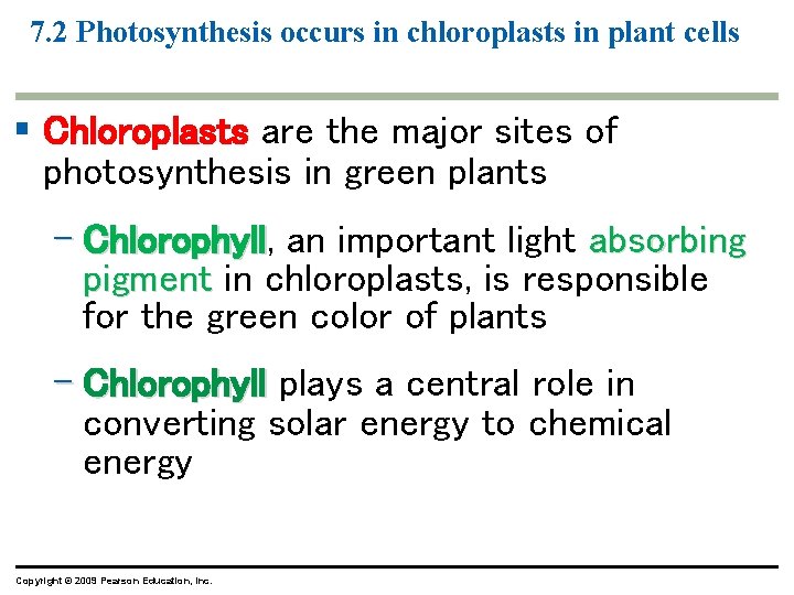 7. 2 Photosynthesis occurs in chloroplasts in plant cells § Chloroplasts are the major