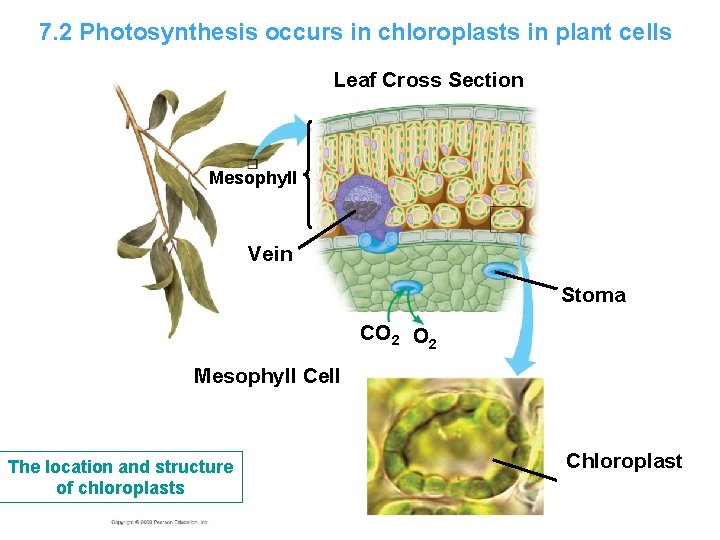 7. 2 Photosynthesis occurs in chloroplasts in plant cells Leaf Cross Section Mesophyll Vein