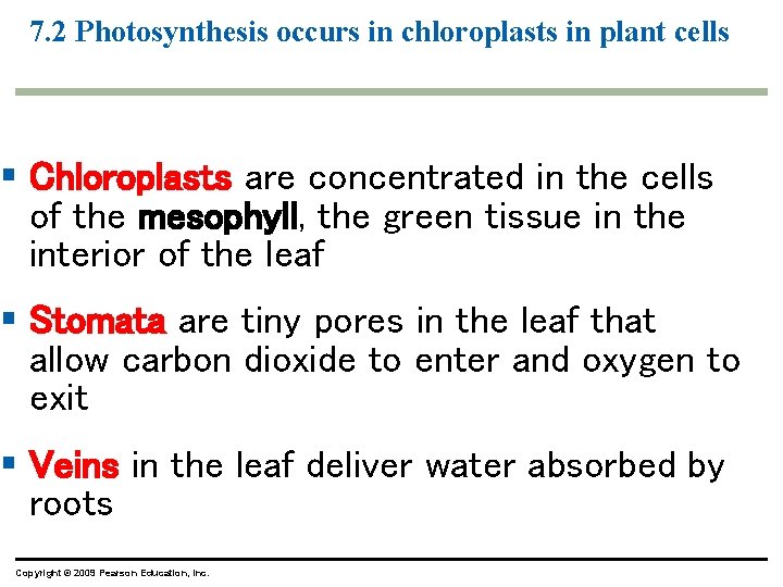 7. 2 Photosynthesis occurs in chloroplasts in plant cells § Chloroplasts are concentrated in