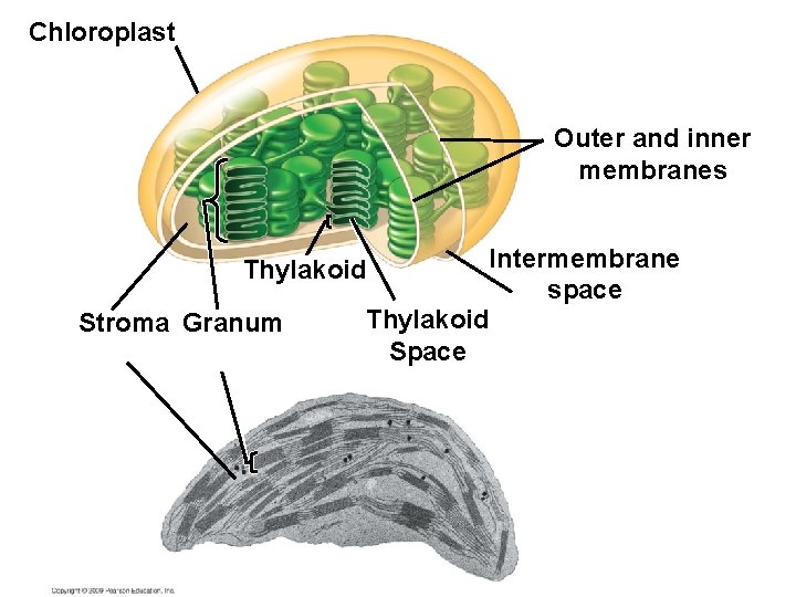Chloroplast Outer and inner membranes Intermembrane space Thylakoid Stroma Granum 