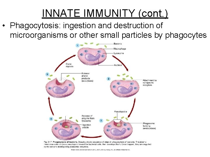 INNATE IMMUNITY (cont. ) • Phagocytosis: ingestion and destruction of microorganisms or other small