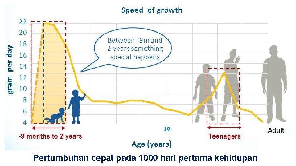 Pertumbuhan cepat pada 1000 hari pertama kehidupan 