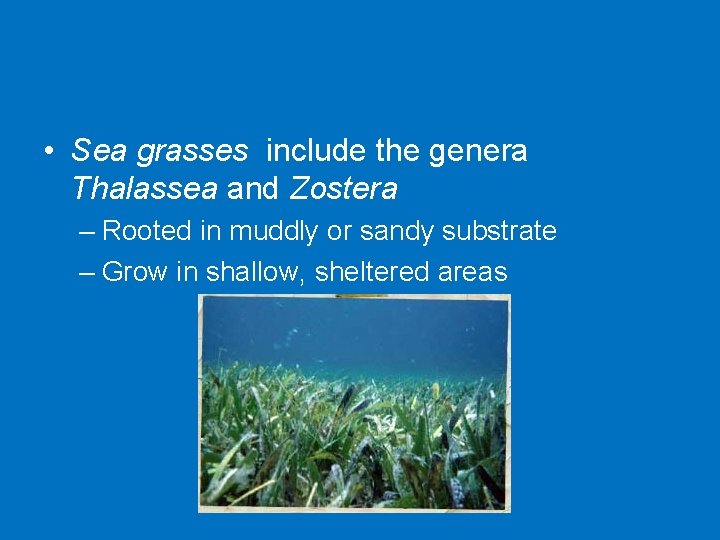  • Sea grasses include the genera Thalassea and Zostera – Rooted in muddly