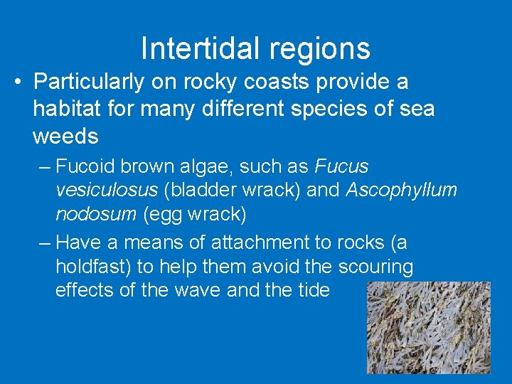 Intertidal regions • Particularly on rocky coasts provide a habitat for many different species