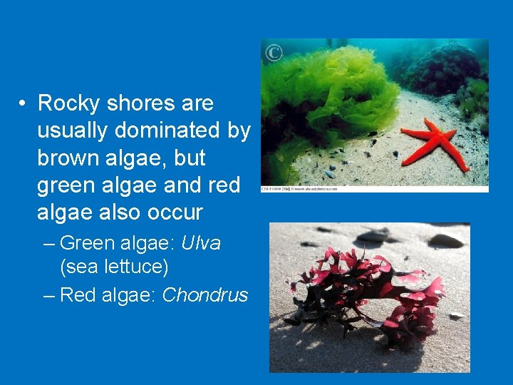  • Rocky shores are usually dominated by brown algae, but green algae and