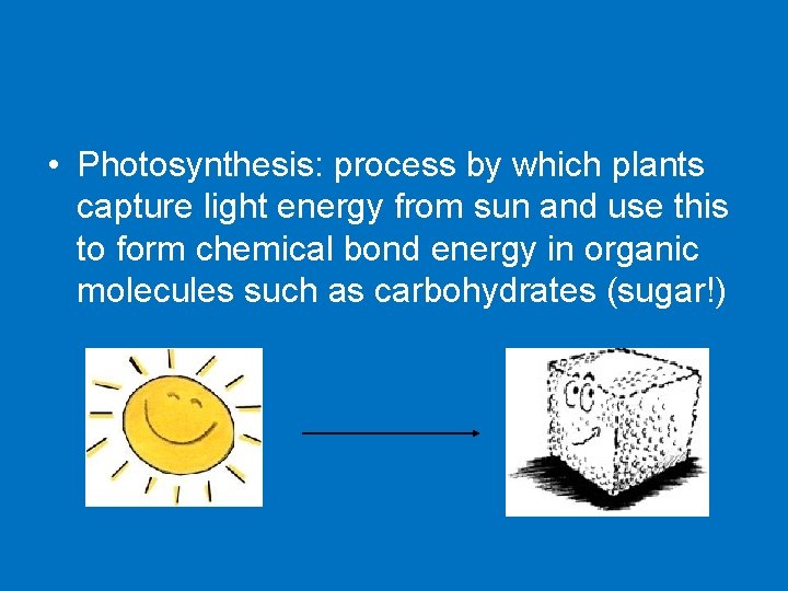  • Photosynthesis: process by which plants capture light energy from sun and use