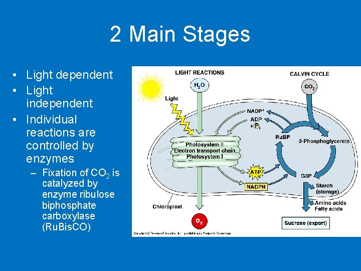2 Main Stages • Light dependent • Light independent • Individual reactions are controlled