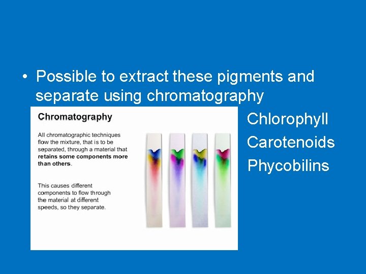  • Possible to extract these pigments and separate using chromatography Chlorophyll Carotenoids Phycobilins