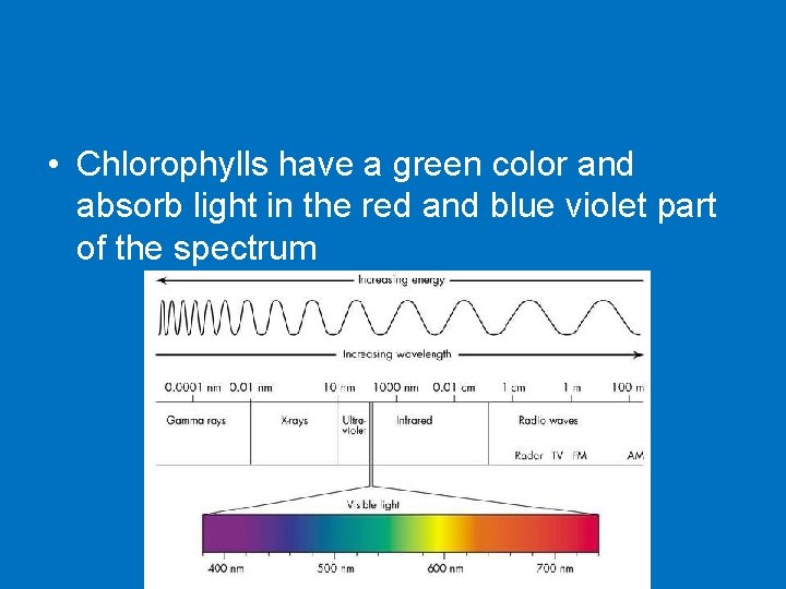 • Chlorophylls have a green color and absorb light in the red and