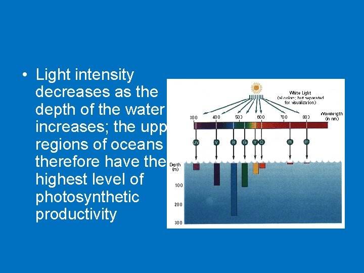  • Light intensity decreases as the depth of the water increases; the upper