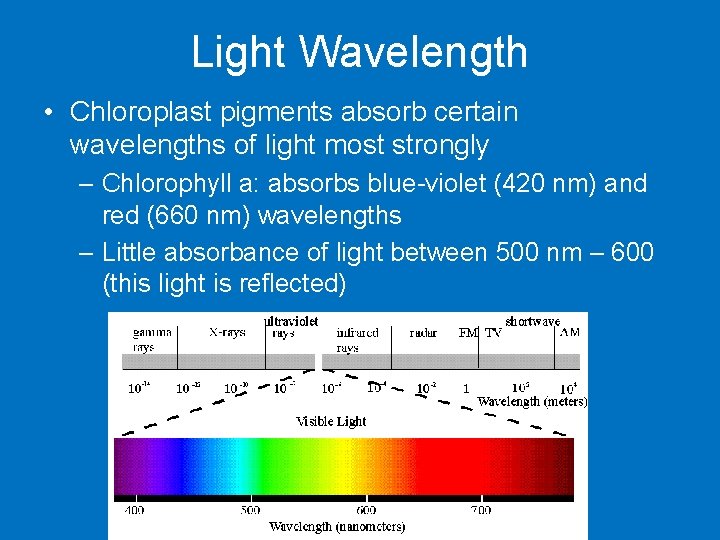 Light Wavelength • Chloroplast pigments absorb certain wavelengths of light most strongly – Chlorophyll