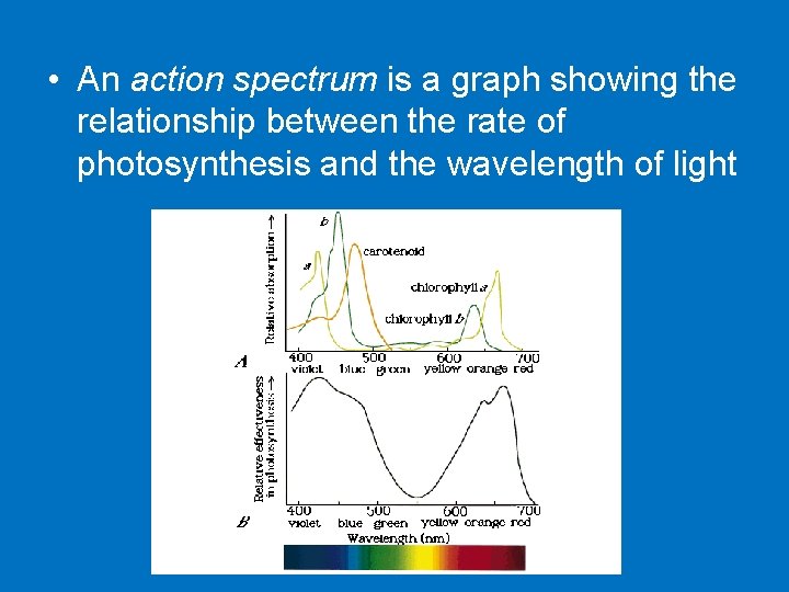  • An action spectrum is a graph showing the relationship between the rate