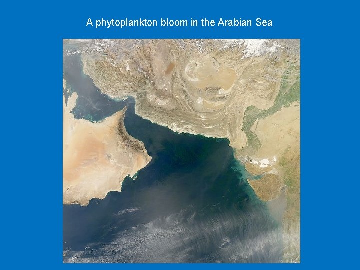 A phytoplankton bloom in the Arabian Sea 