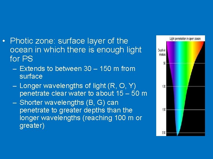  • Photic zone: surface layer of the ocean in which there is enough