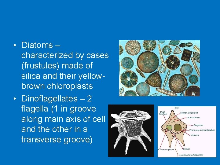  • Diatoms – characterized by cases (frustules) made of silica and their yellowbrown
