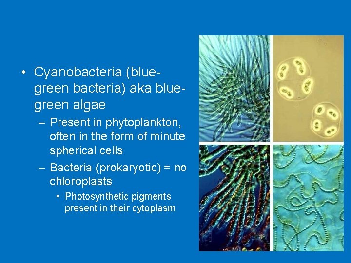  • Cyanobacteria (bluegreen bacteria) aka bluegreen algae – Present in phytoplankton, often in