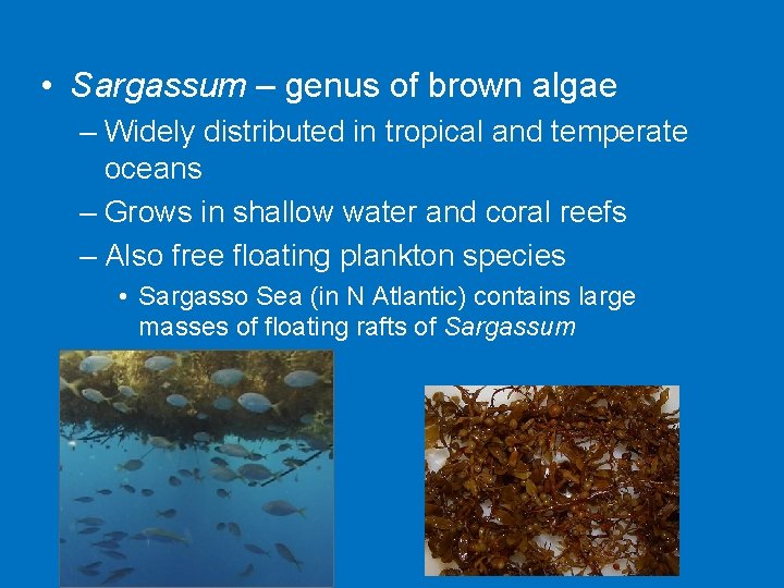  • Sargassum – genus of brown algae – Widely distributed in tropical and