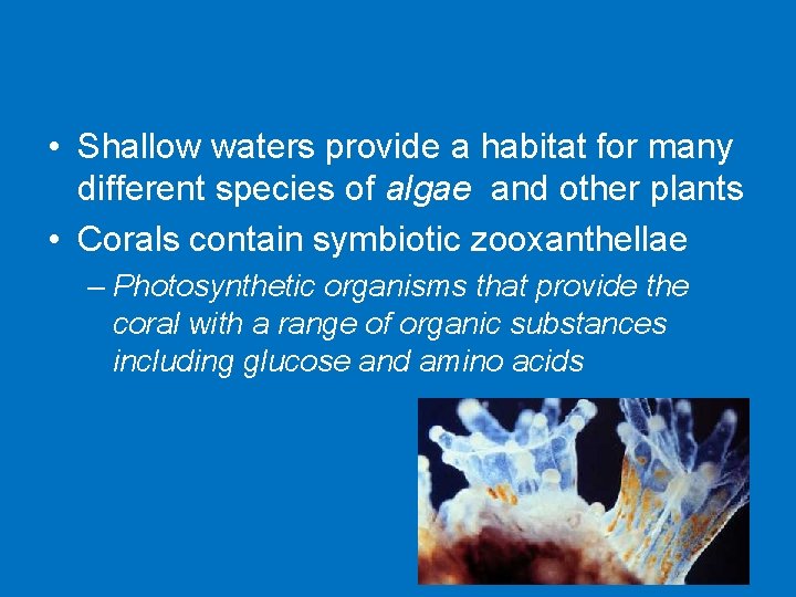  • Shallow waters provide a habitat for many different species of algae and