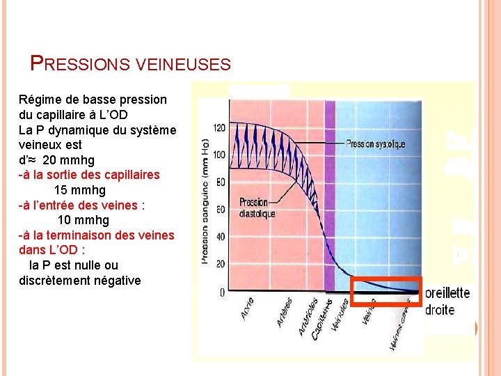 PRESSIONS VEINEUSES Régime de basse pression du capillaire à L’OD La P dynamique du