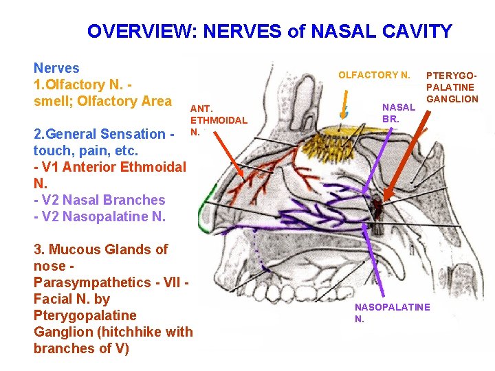 OVERVIEW: NERVES of NASAL CAVITY Nerves 1. Olfactory N. - smell; Olfactory Area 2.