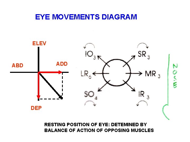 EYE MOVEMENTS DIAGRAM ELEV ADD ABD DEP RESTING POSITION OF EYE: DETEMINED BY BALANCE