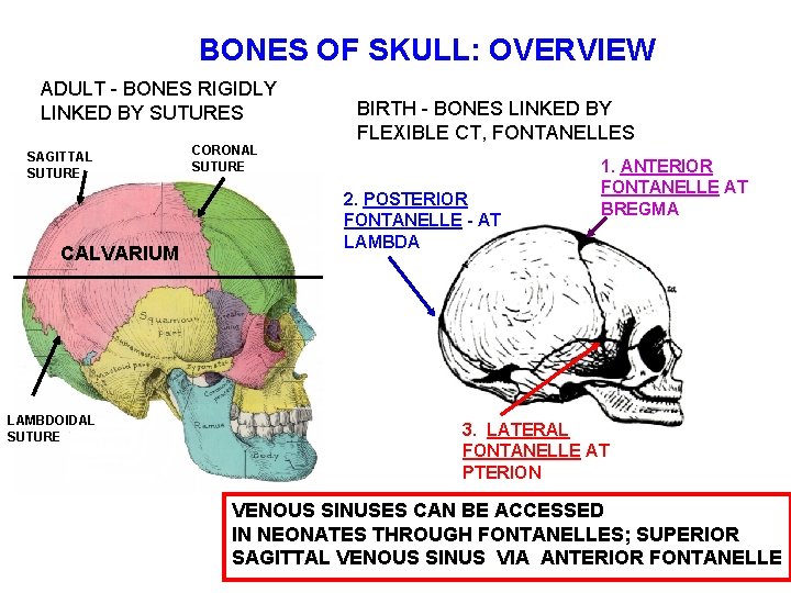 BONES OF SKULL: OVERVIEW ADULT - BONES RIGIDLY LINKED BY SUTURES SAGITTAL SUTURE CALVARIUM