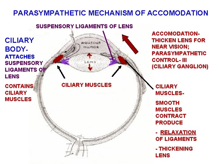 PARASYMPATHETIC MECHANISM OF ACCOMODATION SUSPENSORY LIGAMENTS OF LENS ACCOMODATION- THICKEN LENS FOR NEAR VISION;