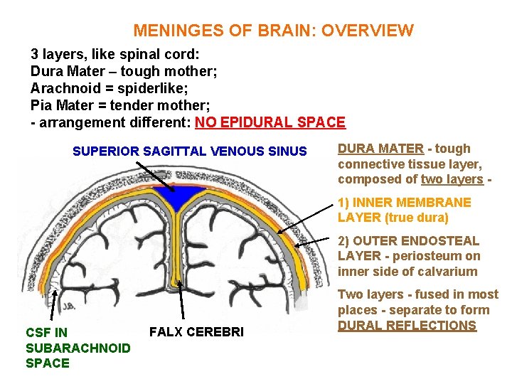 MENINGES OF BRAIN: OVERVIEW 3 layers, like spinal cord: Dura Mater – tough mother;