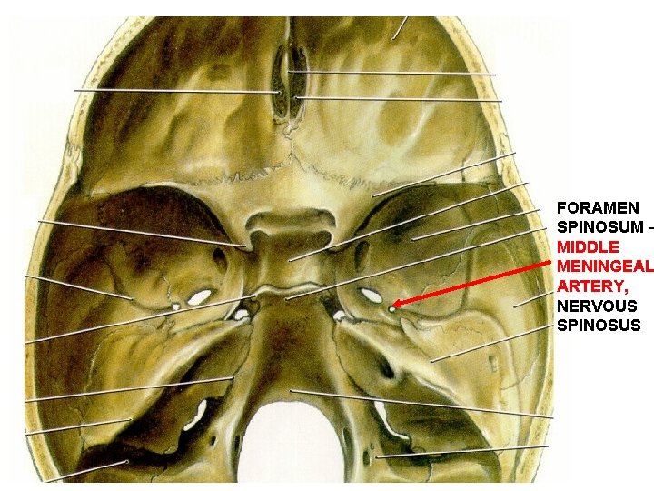 FORAMEN SPINOSUM – MIDDLE MENINGEAL ARTERY, NERVOUS SPINOSUS 