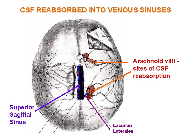 CSF REABSORBED INTO VENOUS SINUSES Arachnoid villi sites of CSF reabsorption Superior Sagittal Sinus